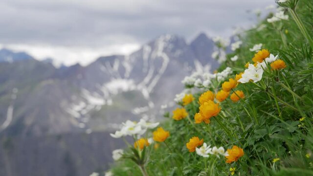 Mountain orange flowers sway in the wind among the bright green grass. Behind you can see the snow-capped mountain of the Alps. Travel and hiking. Close-up, blurred background, 4K UHD.