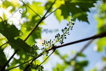 Grapes growing in a glasshouse. Greenhouse full of vine.