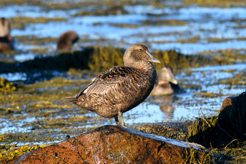 Common Eider - Female