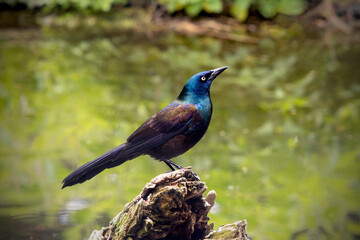Common Grackle - Male