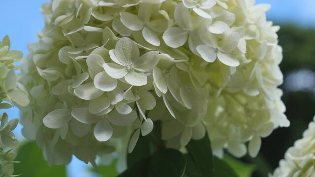 A close up view of white mophead hydrangea.