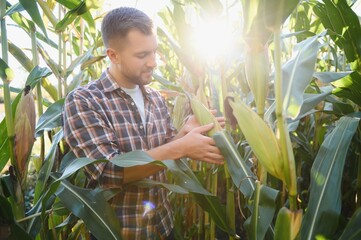 Farmer checking on corn crops