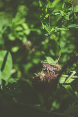 Heuschrecke im Gebüsch