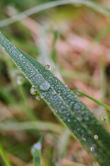Wassertropfen auf Gras