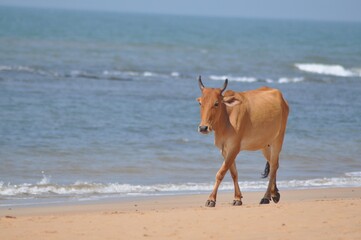 Indian Cattle (Bos Indicus), Walking on a Beach, Anjuna, Goa, India