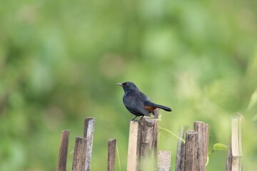 Indian Robin-Male (Copsychus Fullicatus), Bangalore, Karnataka, India