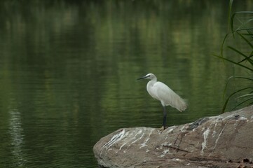Little Egret (Ergetta Garzetta), Ranganthittu, Mysore, Karnataka, India