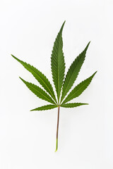 Marijuana plants on isolated white background