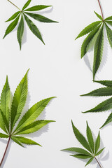 Marijuana plants on isolated white background