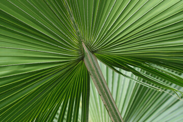 Obraz na płótnie Canvas Close-up of the green leaves of a palm tree