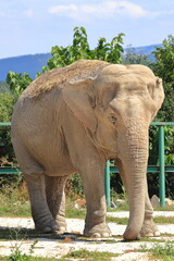 African elephant in safari park close-up