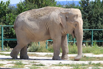 African elephant in safari park close-up