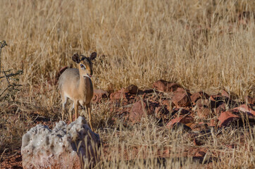 Wilde Tiere in Südafrika okonjima