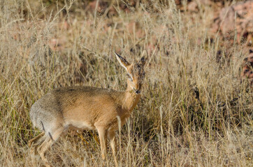 Wilde Tiere in Südafrika okonjima