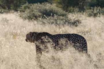 Ein wilder Leopard in Südafrika