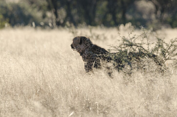 Ein wilder Leopard in Südafrika