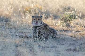 Ein wilder Leopard in Südafrika