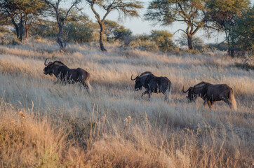 Wilde Tiere  in Südafrika okonjima