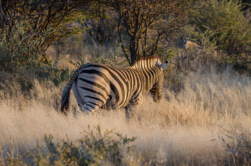 Fototapeta na wymiar Ein wildes Zebra in Südafrika