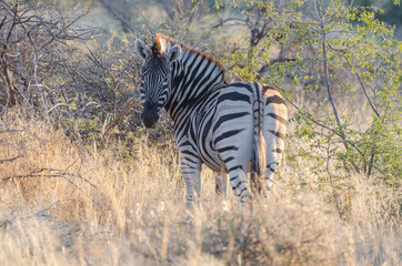 Fototapeta na wymiar Ein wildes Zebra in Südafrika