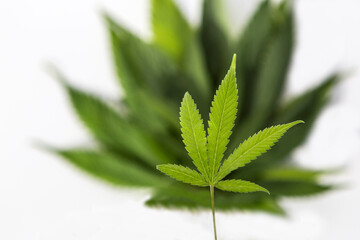 Marijuana plants on isolated white background
