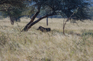 Wilde Tiere  in Südafrika okonjima