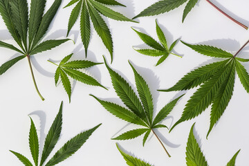 Marijuana plants on isolated white background