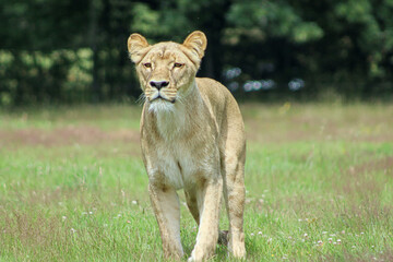 lioness in the grass
