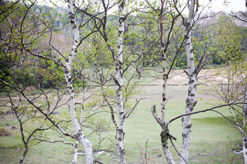白樺　尾瀬ヶ原　尾瀬沼　高層湿原　ミズバショウ　ハイキング　山歩き