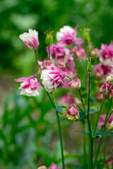 Aquilegia  (granny's bonnet, columbine) in the summer garden. White-pink double flowers.