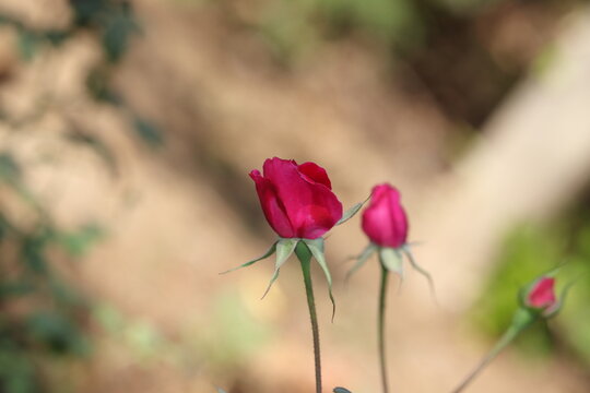 Rose Field Rose Field