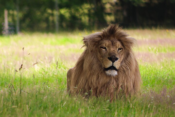 Plakat lion in the grass