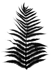 Fern leaves black silhouette isolated on white background.