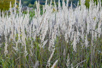 autumn dry grass. reeds. back light falls on the plants. out of focus.