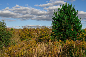 autumn landscape. green pine among yellow vegetation.