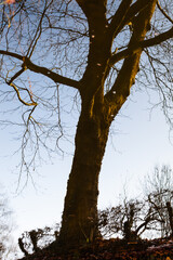 Watery Tree Still Life / Reflection of bare tree trunk on water surface