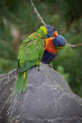 Rainbow lorikeets