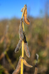 stitches of field peas on the field. against the blue sky. out of focus.