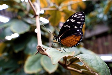 butterfly on a flower