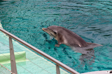 pair of dolphins