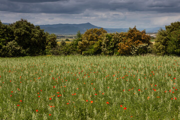 Poppy field in sunny day
