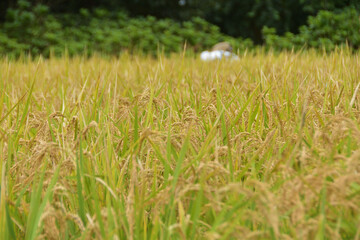 収穫前の稲穂