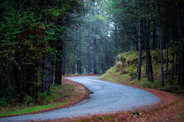 Obraz premium Small road winding into the forest