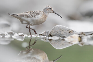 Wonderful portrait of Curlew sandpiper (Calidris ferruginea)