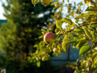 unripe apples on a branch in the garden