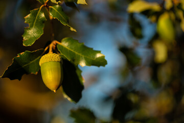 Acorn on tree branch with warm light and unfocused background