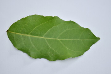 Obraz premium Drying Bay Leaves – How To Do It