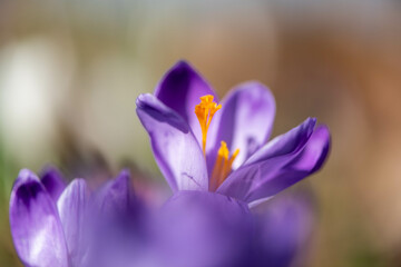 Crocus