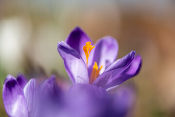 Crocus