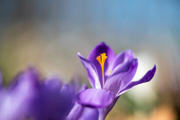 Crocus